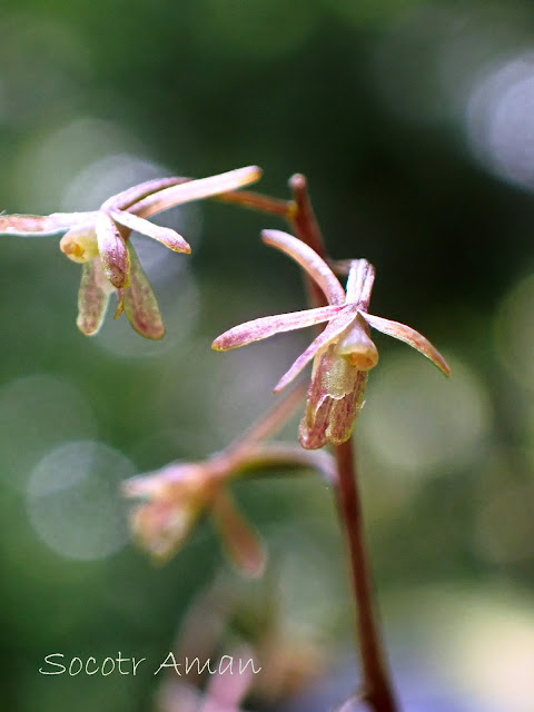 Tipularia japonica