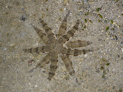 Sand-sifting Sea Stars (Archaster typicus)