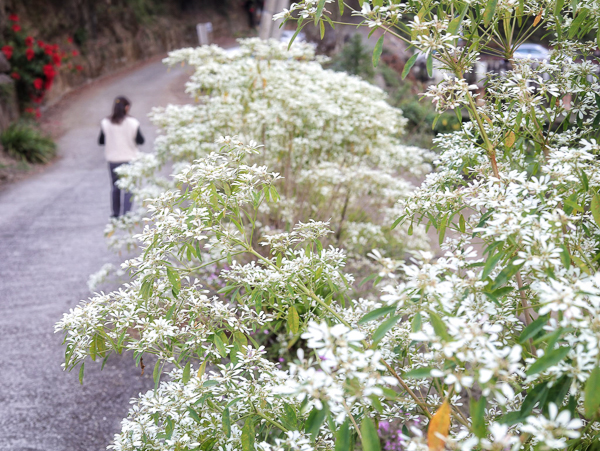 南投信義賞梅景點，牛稠坑驛站露營簡餐咖啡下午茶賞梅花開