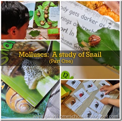 SNAIL