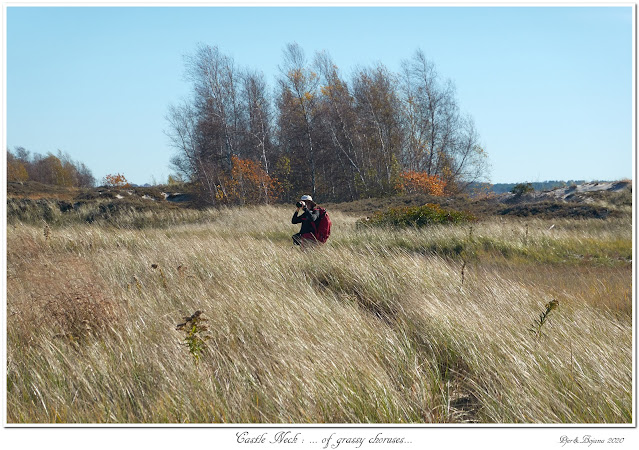 Castle Neck: ... of grassy choruses...