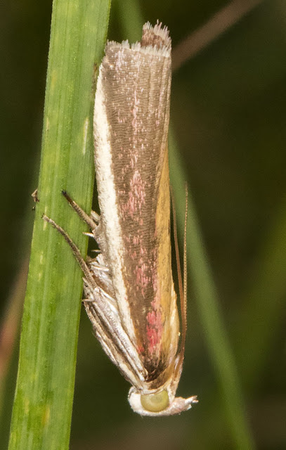 Oncocera semirubella.  Hutchinson's Bank, 11 August 2015.