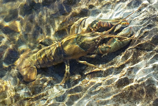 potomac river crayfish crawfish crawdad smallmouth