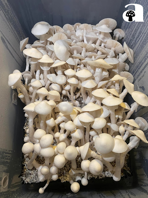 Albino Avery Mushrooms_10