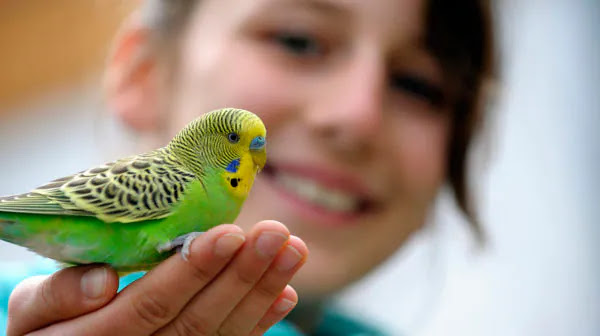 What to Know About Parrots With Your Kids