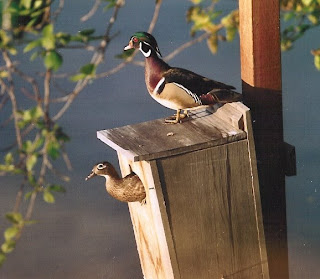 BirdingGirl: Wood Duck Boxes in Massachusetts