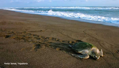 Pantai Samas