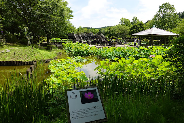 鳥取県米子市淀江町福岡　伯耆古代の丘公園　古代ハスの園