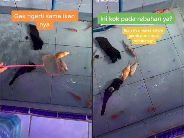 Viral! Ada Ikan Hobi Rebahan di Dasar Kolam, Netizen Heran Campur Tercengang