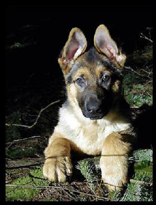 German Shepherd Dog and Puppies