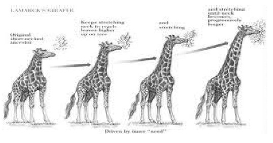 Gambar Teori Evolusi  Lamarck Documents Gambar Jerapah  