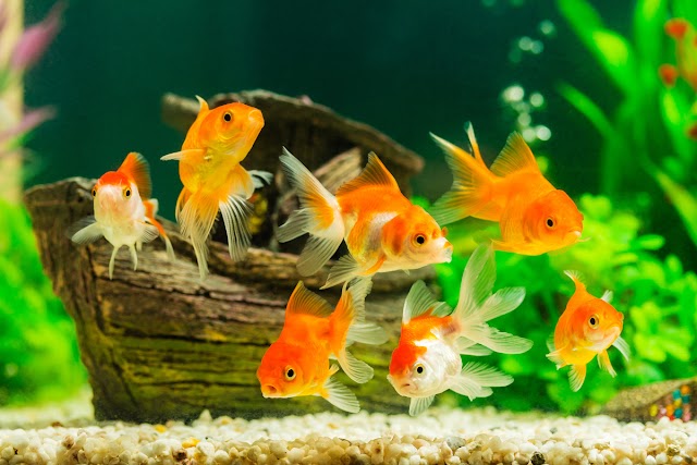 Como criar um aquário para peixes: um guia para iniciantes