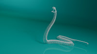 3d model snake skeleton