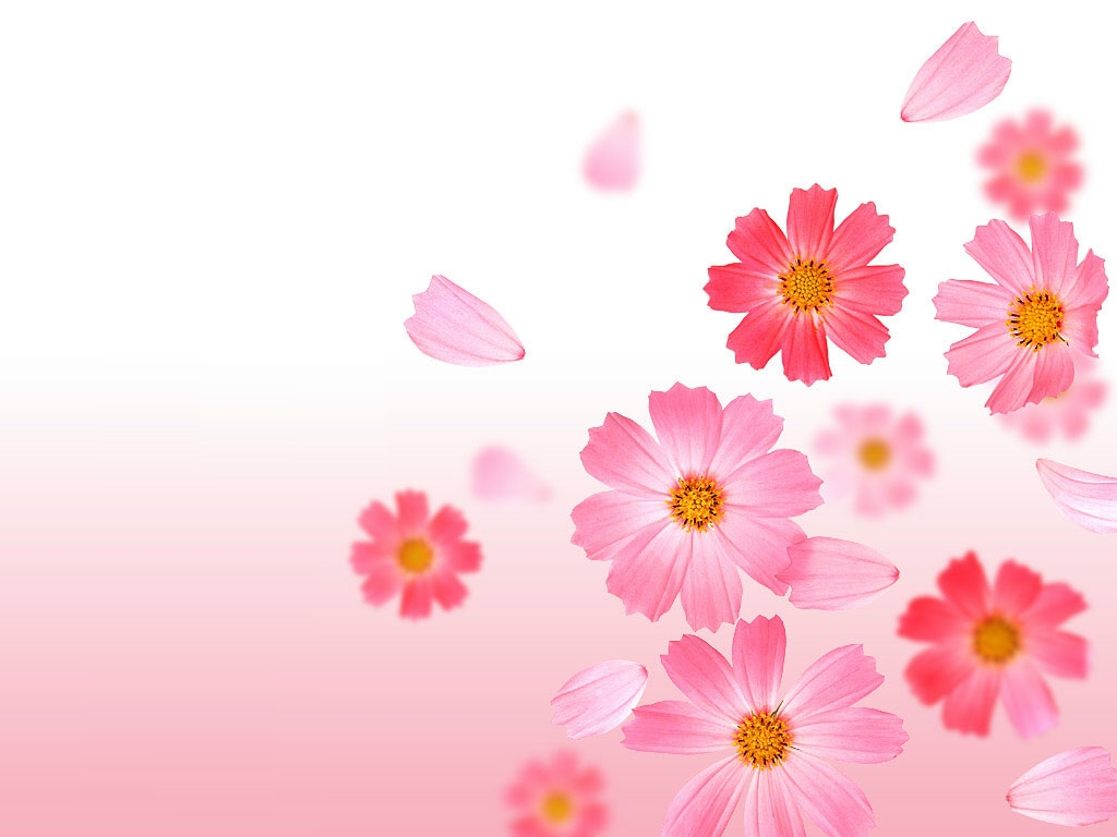 Beautiful Flower Wallpapers,image,pictures,HD,wallpapers