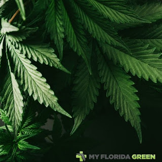 Medical Marijuana Naples