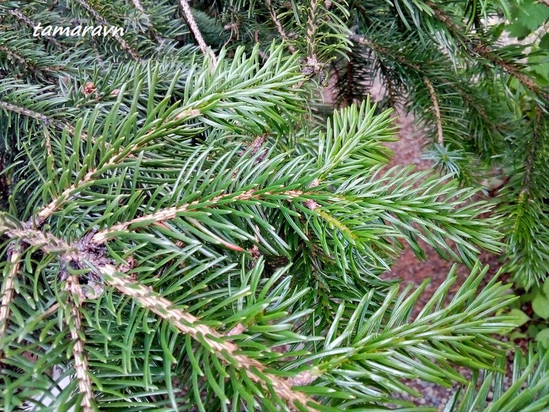 Ель аянская / Ель иезская (Picea ajanensis, =Picea jezoensis)