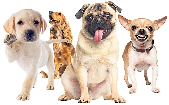 7 سلالات كلاب تعاني باستمرار من مشاكل صحية