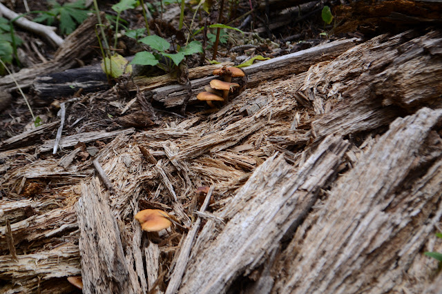 mushrooms among the decaying wood