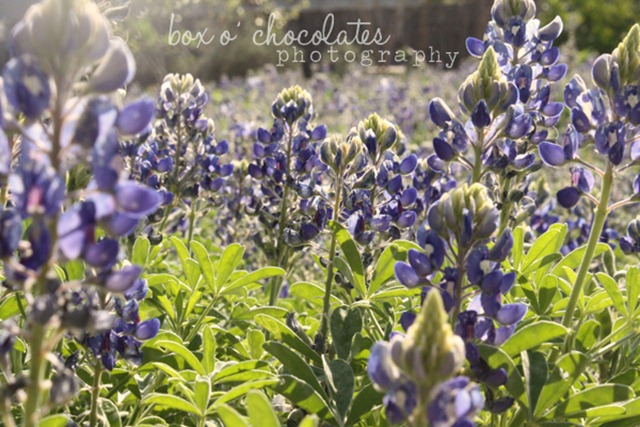 Bluebonnets in Spring