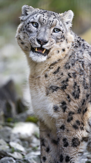 Wallpaper Snow Leopard, Big Predator