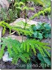Sue Reno, Locust Sapling