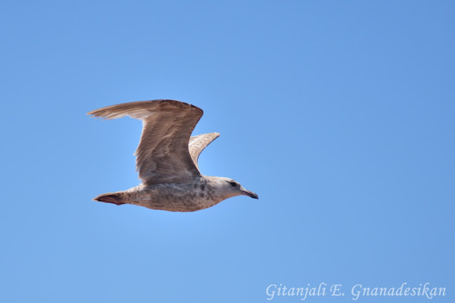 White and brown underside of a gull soaring against a blue sky.