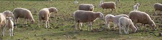 Rebaño de ovejas con corderos