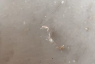 Plastic found in a bakery item