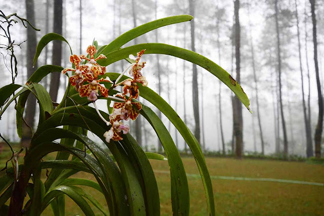 ORCHID FOREST CIKOLE | Tempat Outbound di Lembang