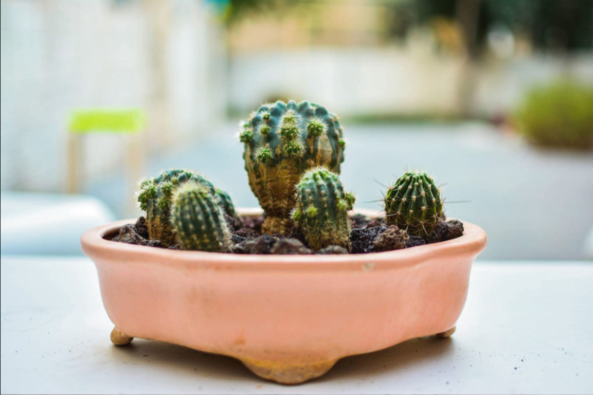 Cactus Collection