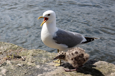 Unwaarsfûgel - Stormmeeuw - Larus canus