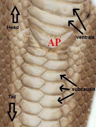 Life is short, but snakes are long: Identifying snake 