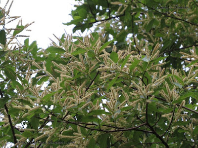 Arjun tree, Terminalia arjuna, Bangladesh, Combretaceae