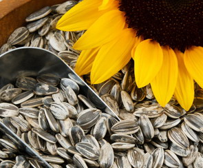 Sunflower Seeds Health Benefits And Nutrition Fact