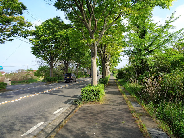 内浜産業道路のケヤキの街路樹