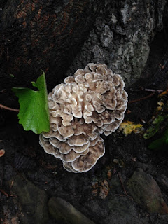 wild mushroom on tree
