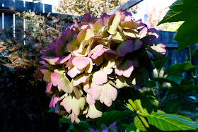 hydrangea, purple, purple hydrangea, backyard, garden