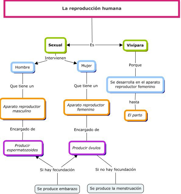 Celulas reproductivas de hombre y mujer