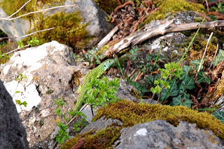 Lézard naturel