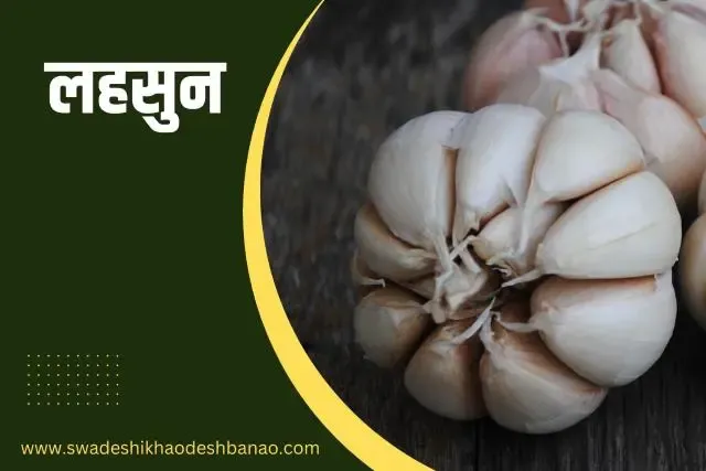 Information about garlic bulb in Hindi