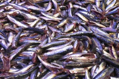 anchoveta Ikan ikan Pemegang Rekor Dunia