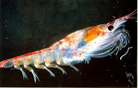 Krill