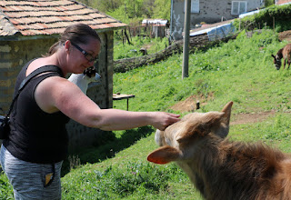 The neighbour's calves were very friendly