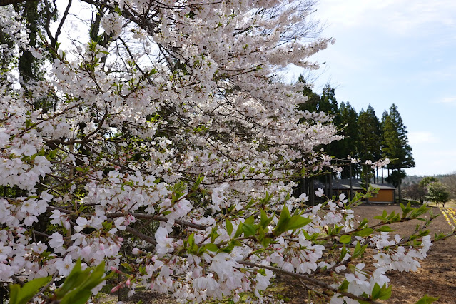 鳥取県西伯郡南部町鶴田 とっとり花回廊 花の丘