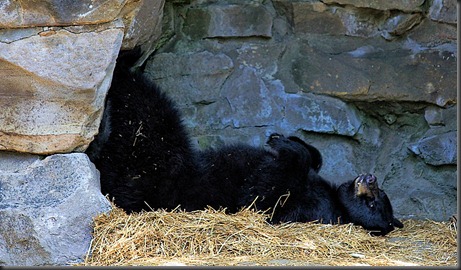 pittsburgh zoo 27