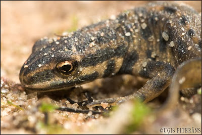 Mazais tritons (Triturus vulgaris)