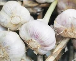 Garlic--immune-system