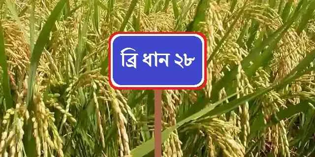 ব্রি ধান ২৮ এর বৈশিষ্ট্য