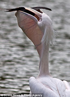 Pelican Swallows A Pigeon In London Park Seen On  www.coolpicturegallery.us