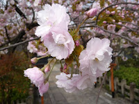 今年も六孫王神社のサクラを鑑賞した